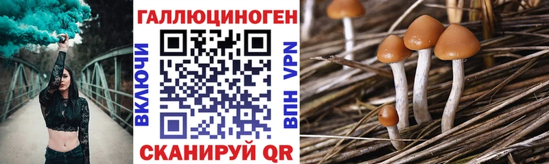 Псилоцибиновые грибы Psilocybe  Западная Двина 
